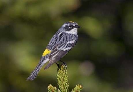 Yellow-rumped Warbler (Myrtle), male
