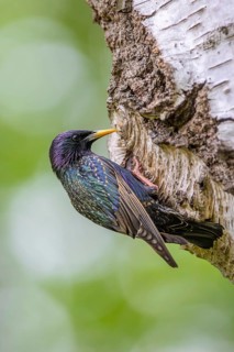 Common starling, European starling (Sturnus vulgaris) adult in breeding plumage at nest hole in