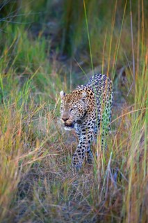 Leopard, Panthera pardus, Botsuana, Botsuana, Botsuana