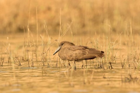 Hamerkop (Scopus umbretta), Gambia
