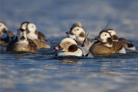 Long-tailed Duck (Clangula hyemalis) flock, Ohio, USA