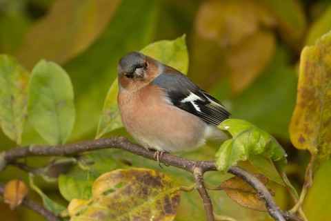 Eurasian chaffinch (Fringilla coelebs) adult male garden bird on a Magnolia tree branch with autumn