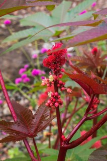 Close-up of Ricinus communis 'Red Spire' - Castor Bean plant leaves and prickly capsules in summer,