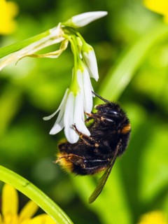 Bumblebee on Three-Cornered Leek, Snowbell, Allium triquetrum in forest at spring time