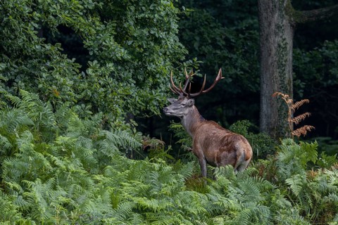 The red deer (Cervus elaphus) eyes the opposite pond one last time, then follows the rest of the