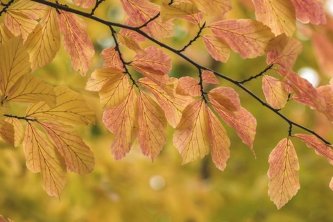 Persian ironwood (Parrotia persica), Treptower Park, Berlin, Berlin, Germany