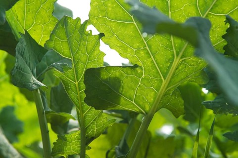Winter rape, wintering, frost-resistant green manure plant, promotes the biological activity of the