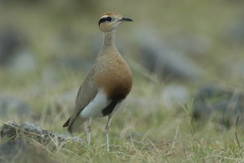 Temminck's Courser (Cursorius temminckii), Ethiopia