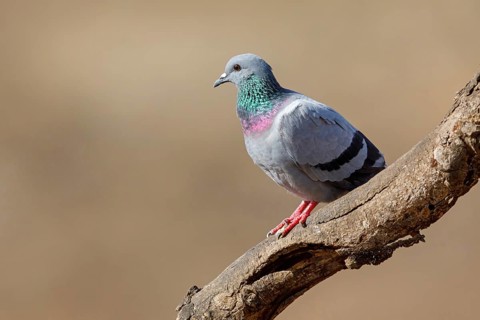 Rock Pigeon, Rock Dove, Rock Pigeon, Feral Rock Pigeon, (Columba livi), Pigeon biset, Paloma