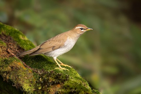Grey-sided Thrush (Turdus feae), Pahang, Malaysia