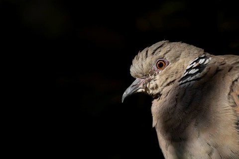 Turtle dove (Streptopelia turtur) adult bird head portrait in summer, England, United Kingdom