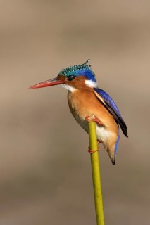 Kobalt Ijsvogel, half-collared kingfisher, alcedo semitorquata