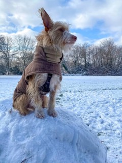 Podengo bitch with coat in winter on large, snowball, Westend-Nord, Frankfurt am Main, Hesse,