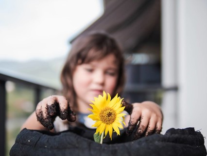 Close-up of a blurred young girl focusing on a vibrant sunflower she's holding, with her hands
