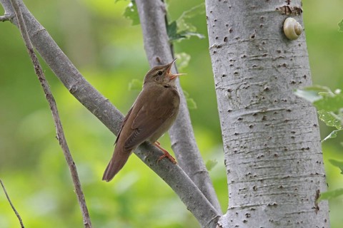 River Warbler (Locustella fluviatilis) male singing, Lower Saxony, Germany