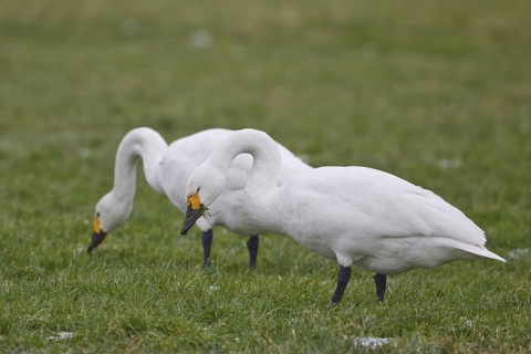 Tundra Swan (Cygnus columbianus bewickii) foraging, Netherlands