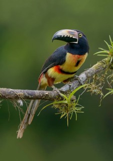 Collared Aracari (Pteroglossus torquatus) - at Laguna Lagarto Lodge near Boca Tapada, Costa Rica