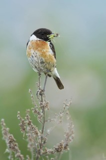European Stonechat (Saxicola rubicola) male with insect in its beak, Rhineland-Palatinate, Germany