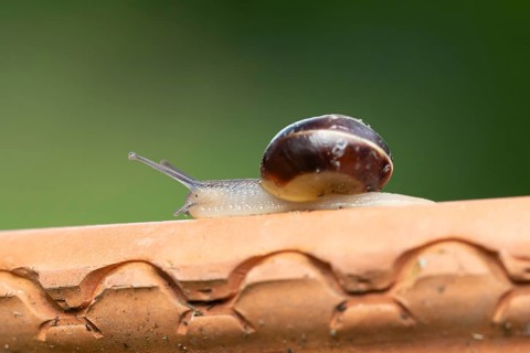 Striped snail (Cernuella virgata) adult gastropod molluscs on a garden plant pot in summer,