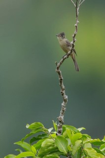 Crescent-eyed Pewee (Contopus caribaeus) perched on a branch in Cuba