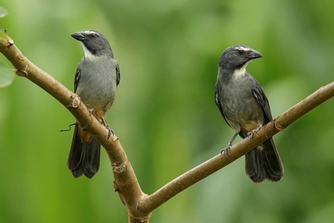 Graysh Saltator (Saltator coerulescens) perched on a branch in Manu National Park, Peru