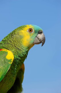 Orange-winged amazon (Amazona amazonica), portrait, captive, occurrence in South America