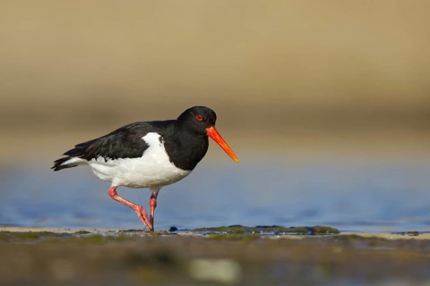 Eurasian Oystercatcher (Haematopus ostralegus) foraging, North Rhine-Westphalia, Germany