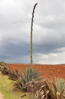 Agaves (Agave), Sacred Valley, Peru
