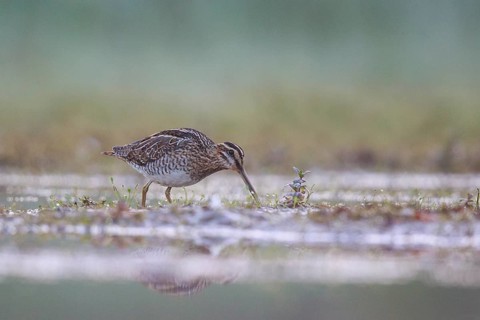 Common Snipe (Gallinago gallinago) foraging, North Rhine-Westphalia, Germany