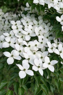 Chinese flowering dogwood (Cornus kousa var. chinensis), Home Depot, United States of America