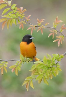 Baltimore Oriole (Icterus galbula) male, Texas, USA