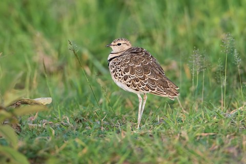 Double-banded Courser (Rhinoptilus africanus), Serengeti, Tanzania