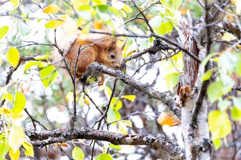 Eurasian squirrel (Sciurus vulgaris) lying on a branch, Pyhä-Luosto National Park, Lapland, Finland