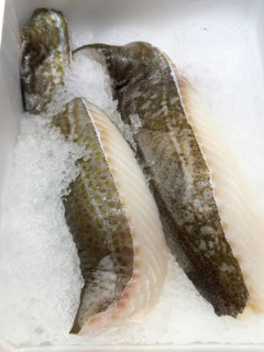 Display of fish caught fish fresh fish cod loins loins of atlantic cod (Gadus morhua) on ice in
