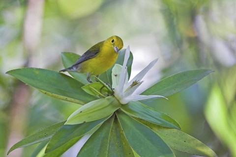 Prothonotary Warbler (Protonotaria citrea), Costa Rica
