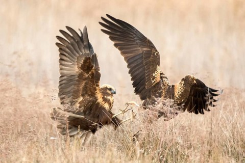 Western Marsh Harrier (Circus aeruginosus) female quarreling, Castile-La Mancha, Spain