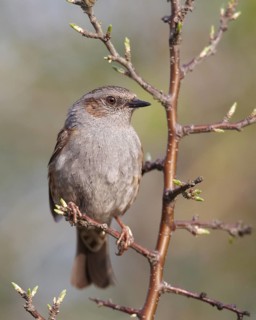 Dunnock (Prunella modularis), Mecklenburg-Western Pomerania, Germany