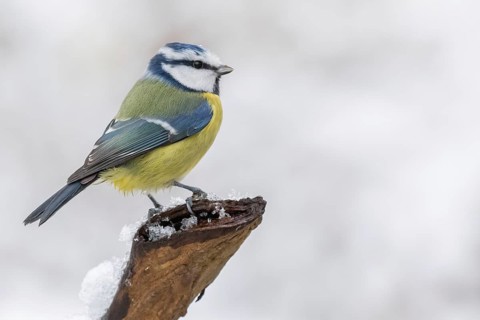 Eurasian Blue Tit (Cyanistes caeruleus), Lower Saxony, Germany