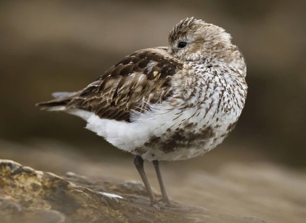 Dunlin (Calidris alpina), Asturias, Spain