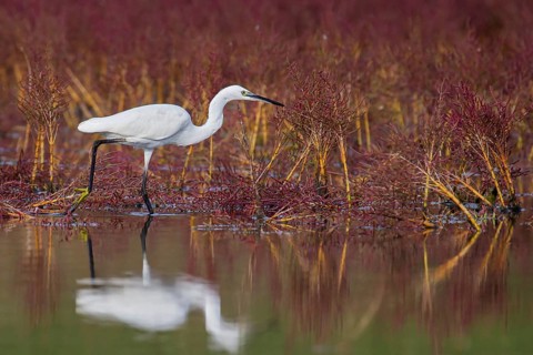 Little Egret (Egretta garzetta) foraging, Croatia