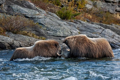 In the raging waters of the Svone, the musk ox bulls (Ovibos moschatus) start a playful fight, test