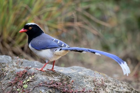 Red-billed Blue Magpie (Urocissa erythroryncha) perched on the ground, Yunnan, China