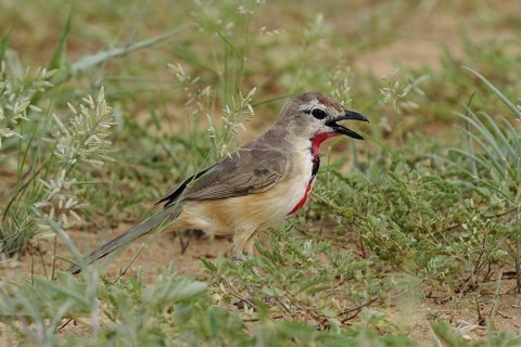Rosy-patched Bushshrike (Telophorus cruentus) singing, Tsavo West National Park, Kenya