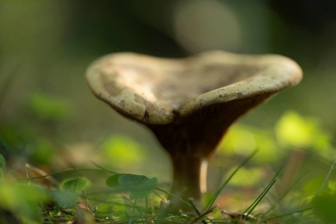 Brown Roll-rim (Paxillus involutus), fruiting body, lamellar mushroom, low depth of field, Lower