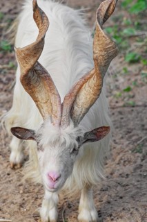 A rare Girgentana goat (Capra aegagrus hircus), Valley of the Temples, Agrigento, Sicily, Italy