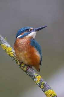 Common Kingfisher (Alcedo atthis) juvenile, Carinthia, Austria