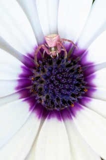 A pink crab spider rests at the center of an African daisy, Osteospermum, blending perfectly with