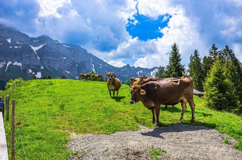 Braunvieh grazes on an alpine pasture in the Swiss Alps near Urnäsch and Schwägalp, Canton