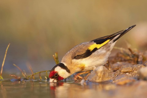 European Goldfinch (Carduelis carduelis), Croatia