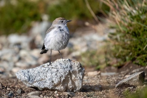 Rusty-capped Ground Tyrant (Muscisaxicola albilora), seen in Nahuel Huapi National Park, Bariloche,